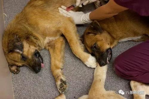 宠物安乐死娱乐吃瓜酱,娱乐吃瓜酱带你揭秘背后真相 第2张 宠物安乐死娱乐吃瓜酱,娱乐吃瓜酱带你揭秘背后真相 第2张